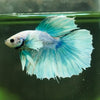Dumbo Halfmoon - 12 weeks old