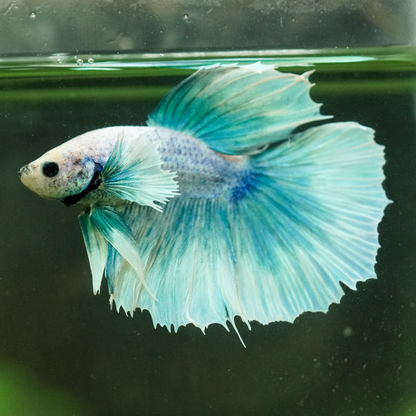 Dumbo Halfmoon - 12 weeks old