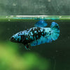 Black Galaxy Koi Plakat (Avatar) - Female- 13 Weeks Old