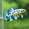 Blue/Green Dalmatian Plakat- Female