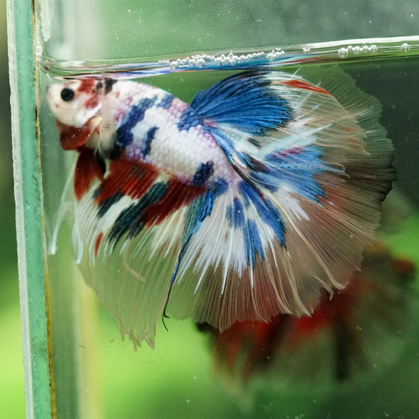 Galaxy/Candy Koi Halfmoon - 13 weeks old