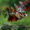 Multicolor/ Galaxy Koi Halfmoon- Female- 13 Weeks Old