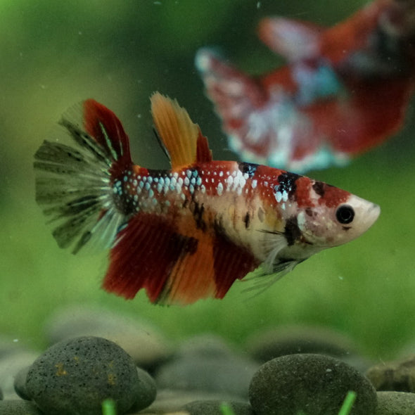 Multicolor/ Galaxy Koi Halfmoon- Female- 13 Weeks Old