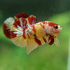 Multicolor/Galaxy Koi Plakat -13 weeks Old