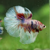 Galaxy/Candy Koi Halfmoon - 14 weeks old