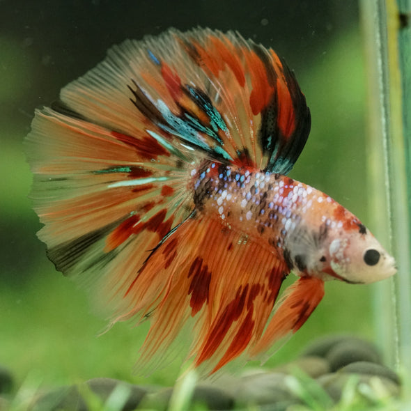 Galaxy/Candy Koi Halfmoon - 14 weeks old