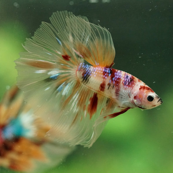 Galaxy/Candy Koi Halfmoon - 14 weeks old
