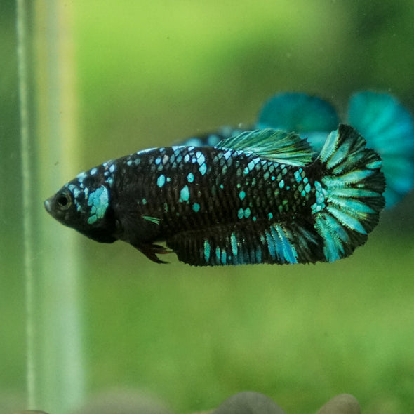 Black Galaxy Koi Plakat (Avatar) - Female- 13 Weeks Old