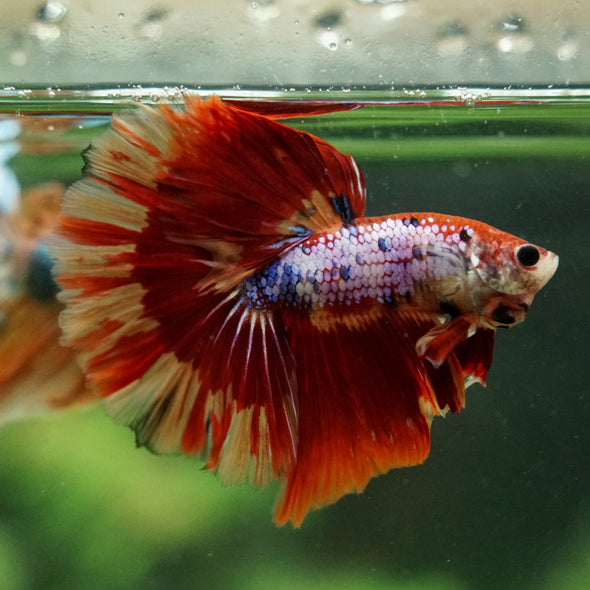 Galaxy/Candy Koi Halfmoon - 14 weeks old