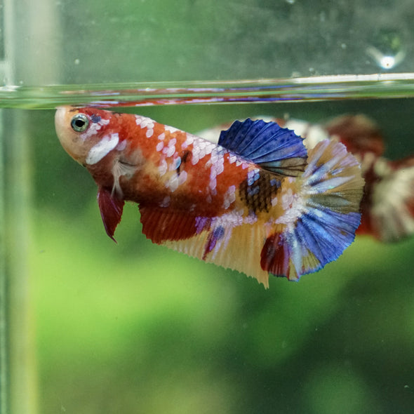 Multicolor/ Galaxy Koi Plakat - Female- 13 Weeks Old