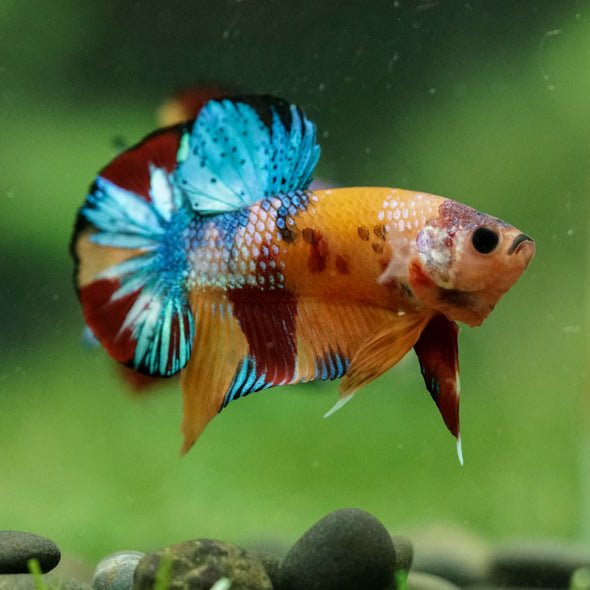 Multicolor/Galaxy Koi Plakat -16 weeks Old