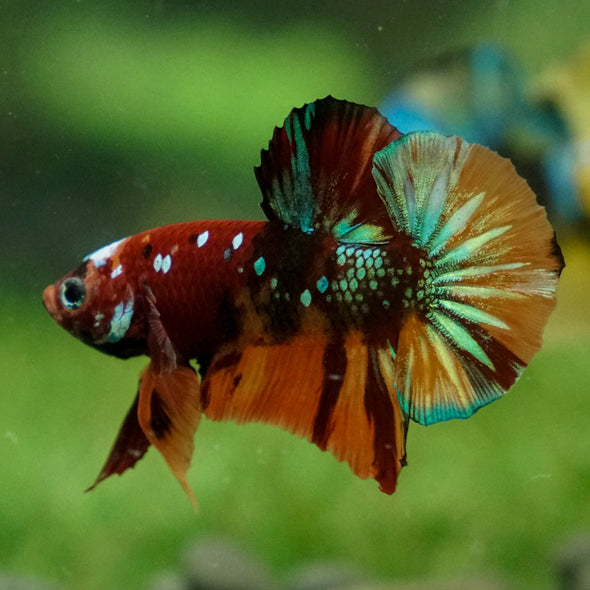 Multicolor/Galaxy Koi Plakat -13 weeks Old