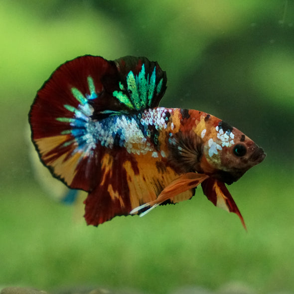 Multicolor/Galaxy Koi Plakat -13 weeks Old