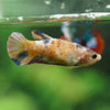 Multicolor/ Galaxy Koi Plakat- Female- 13 Weeks Old