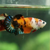 Multicolor/ Galaxy Koi Plakat - Female- 13 Weeks Old