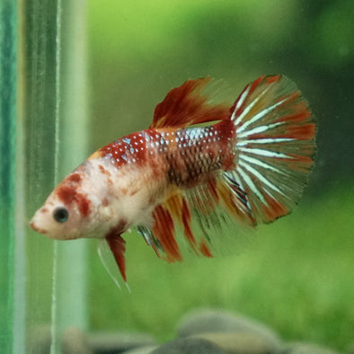 Multicolor/ Galaxy Koi Halfmoon- Female- 13 Weeks Old