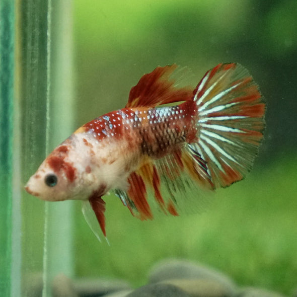 Multicolor/ Galaxy Koi Halfmoon- Female- 13 Weeks Old