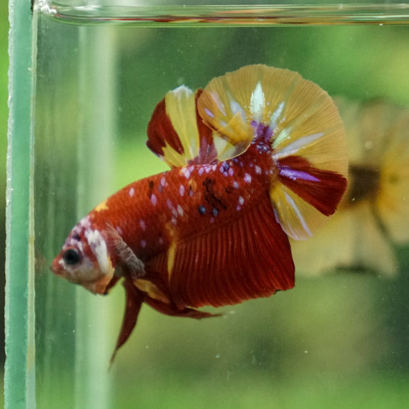 Multicolor/Galaxy Koi Plakat -13 weeks Old