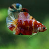 Multicolor/Galaxy Koi Plakat -15 weeks Old