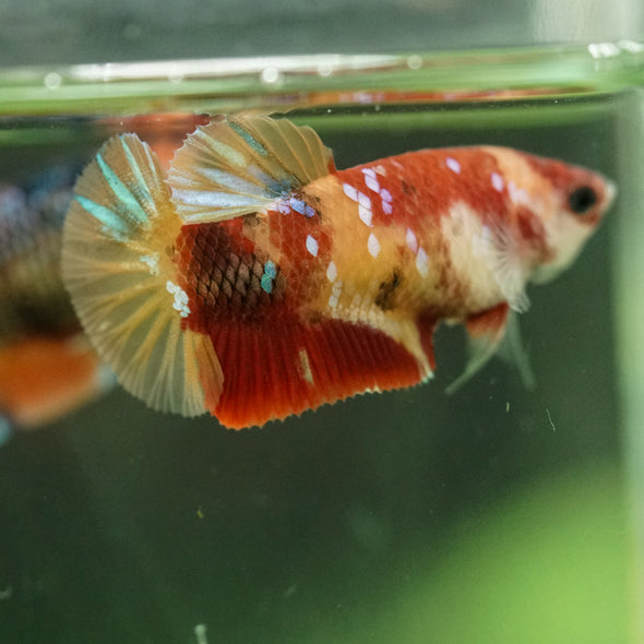 Multicolor/ Galaxy Koi Plakat- Female- 13 Weeks Old