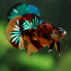 Multicolor/Galaxy Koi Plakat -16 weeks Old