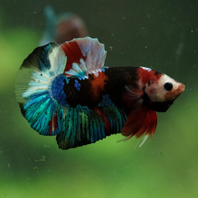 Multicolor/Galaxy Koi Plakat -16 weeks Old