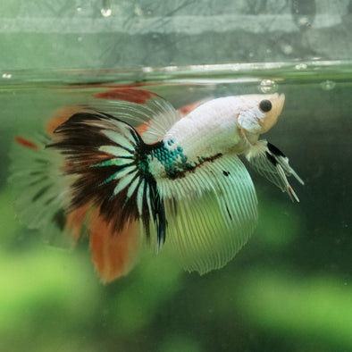 Candy/Galaxy Koi Halfmoon - 11 weeks old