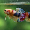 Multicolor/Galaxy Koi Plakat -10 weeks Old