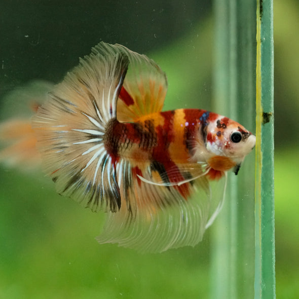 Galaxy/Candy Koi Halfmoon - 14 weeks old