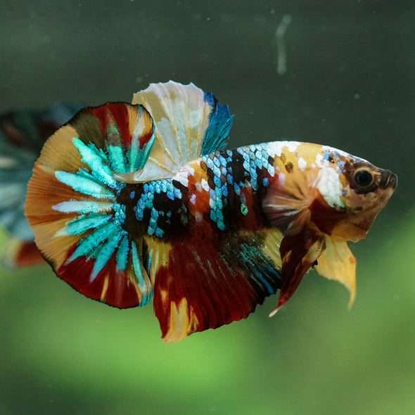 Multicolor/Galaxy Koi Plakat -16 weeks Old