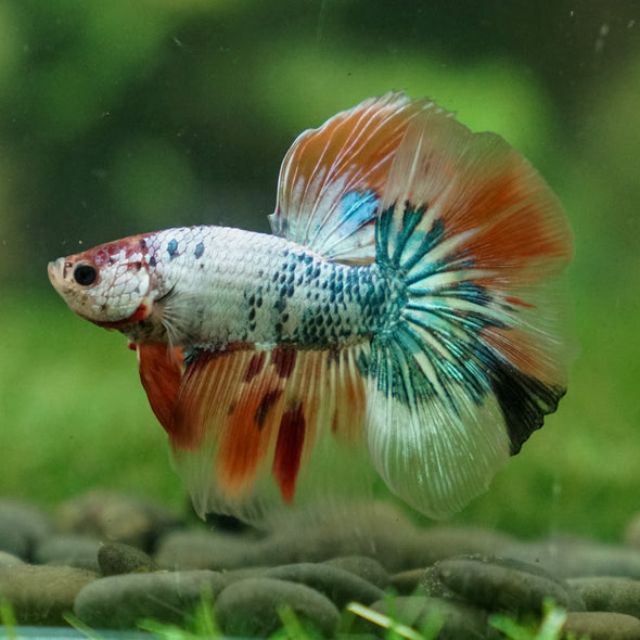 Candy/Galaxy Koi Halfmoon - 15 weeks old