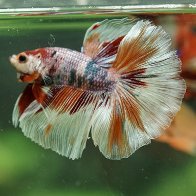 Galaxy/Candy Koi Halfmoon - 14 weeks old