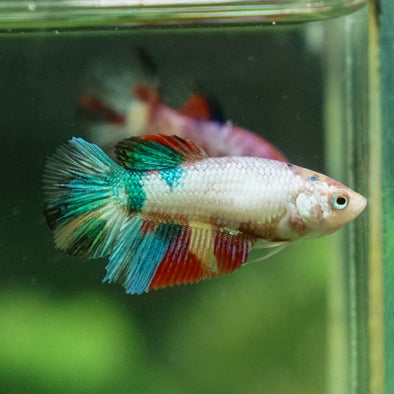 Multicolor/ Galaxy Koi Halfmoon - Female- 13 Weeks Old