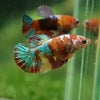 Multicolor/ Galaxy Koi Plakat - Female- 13 Weeks Old