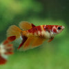 Multicolor/ Galaxy Koi Halfmoon - Female- 13 Weeks Old