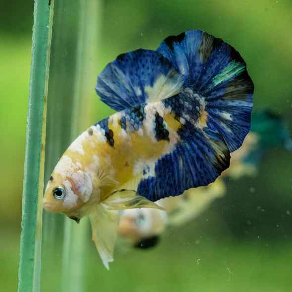 Multicolor/Galaxy Koi Plakat -14 weeks Old