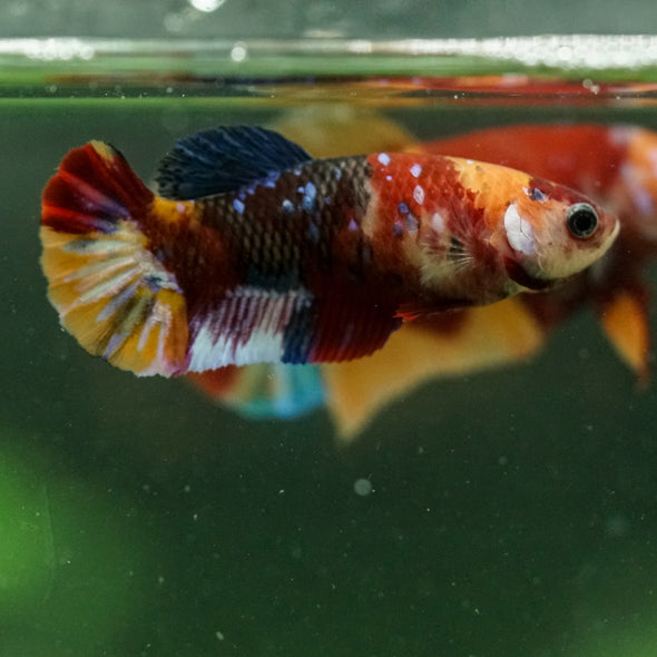 Multicolor/ Galaxy Koi Plakat- Female- 13 Weeks Old