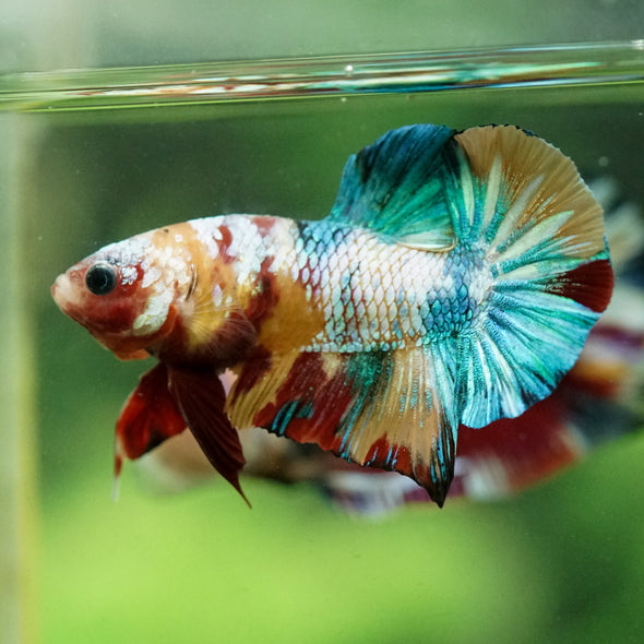 Multicolor/Galaxy Koi Plakat -15 weeks Old