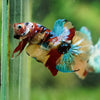 Multicolor/Galaxy Koi Plakat -16 weeks Old