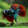 Black Base Galaxy Koi Halfmoon (Avatar) - 14 weeks old