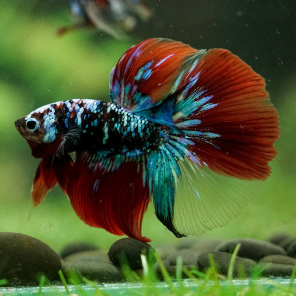 Black Base Galaxy Koi Halfmoon (Avatar) - 14 weeks old