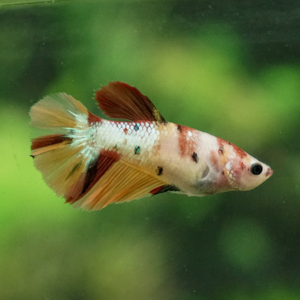 Multicolor/ Galaxy Koi Halfmoon- Female- 13 Weeks Old