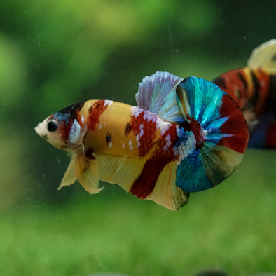 Multicolor/Galaxy Koi Plakat -15 weeks Old