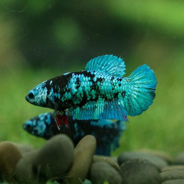 Black Galaxy Koi Plakat (Avatar) - Female- 13 Weeks Old