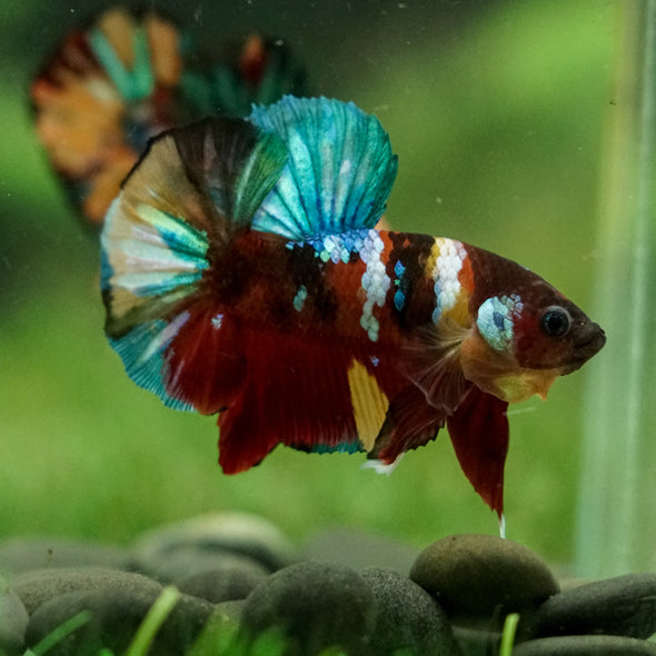 Multicolor/Galaxy Koi Plakat -16 weeks Old
