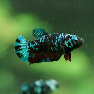 Black Galaxy Koi Plakat (Avatar) - Female- 13 Weeks Old