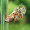 Multicolor/ Galaxy Koi Plakat - Female- 13 Weeks Old