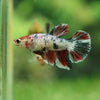 Multicolor/ Galaxy Koi Halfmoon - Female- 13 Weeks Old