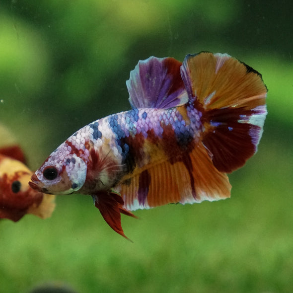 Multicolor/Galaxy Koi Plakat -13 weeks Old