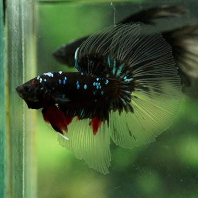 Black Base Galaxy Koi Halfmoon (Avatar) - 14 weeks old